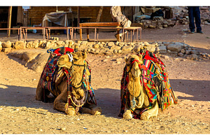 Bedouin camels rest in the ancient city of Petra, an Animal Photo by Leonid Andronov