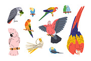 Tropical jungle parrot birds set, an Animal Illustration by Good Studio (Thumbnail 2 of 5)
