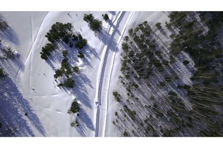 The expanses of the winter forest, a Nature Photo by Media Whale Stock