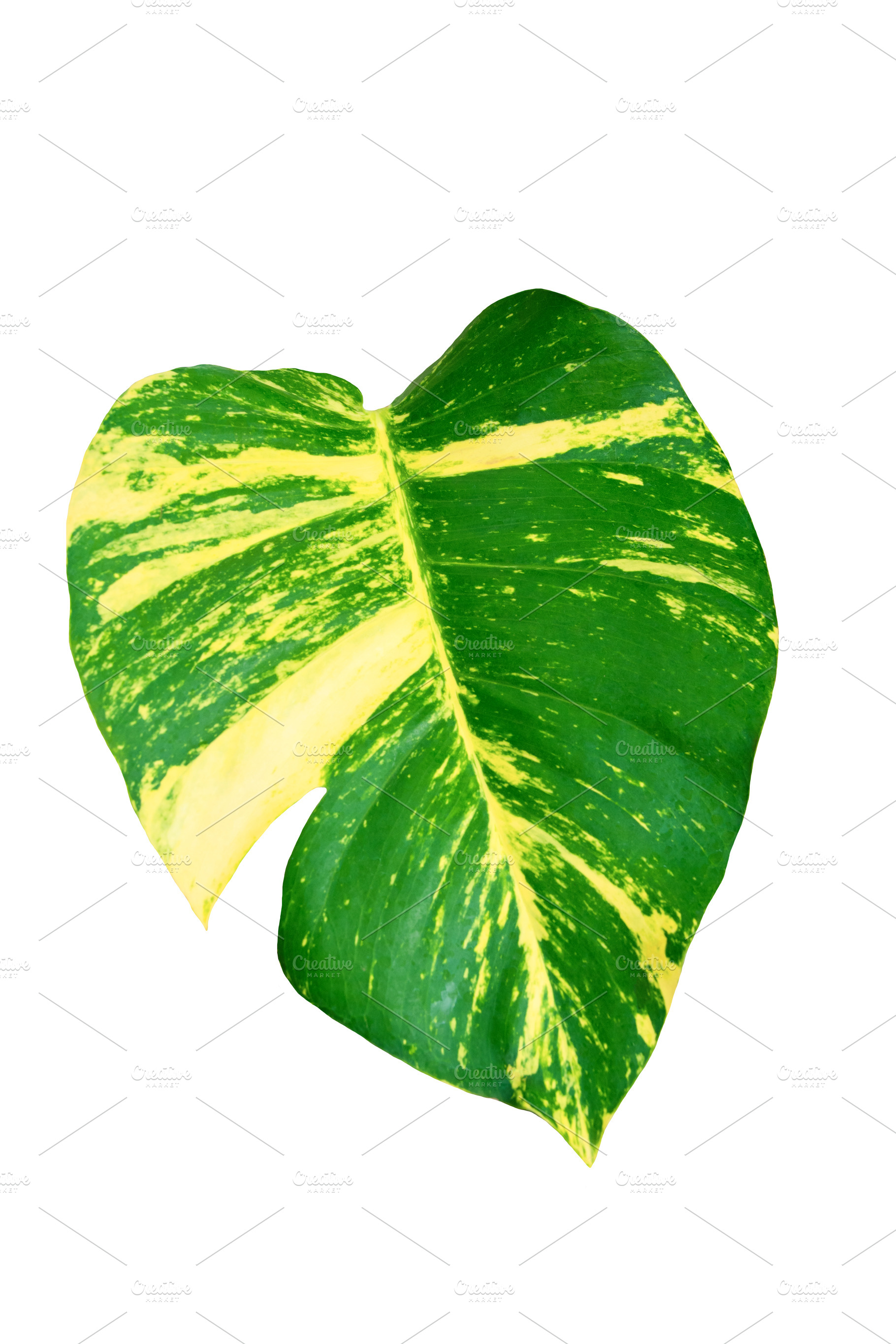 Monstera Variegated Leaf Isolated., a Nature Photo by rakoptonLPN