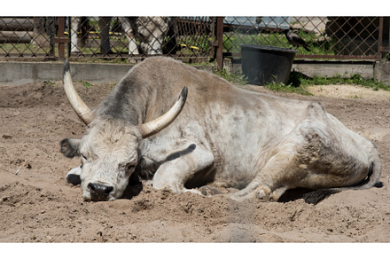 Hungarian grey cattle relax outdoor, an Animal Photo by COLORFUL