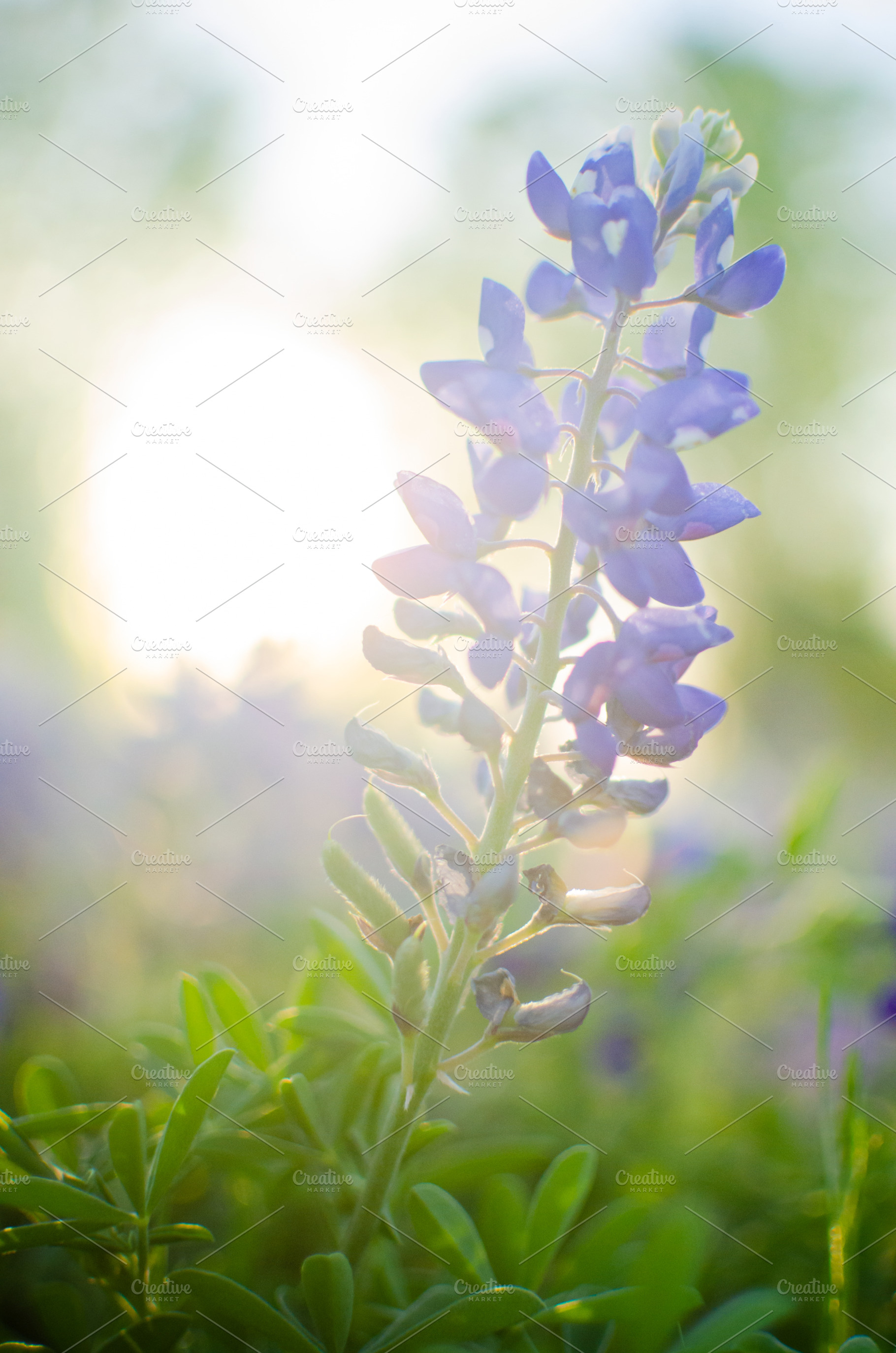 Backlit bluebonnet flower in texas stock photo containing bluebonnet and, a Nature Photo by Joshua C. Carroll
