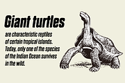 Dharma Gothic P, a Sans Serif Font by Dharma Type (Thumbnail 2 of 6)