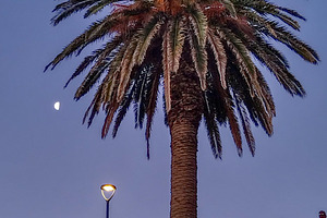 Palm tree in sunset with people gathering, a Person Photo by DanFLCreativo
