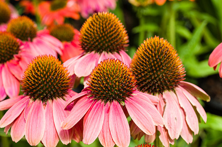 Purple Dahlia Flowers In Bloom preview 6
