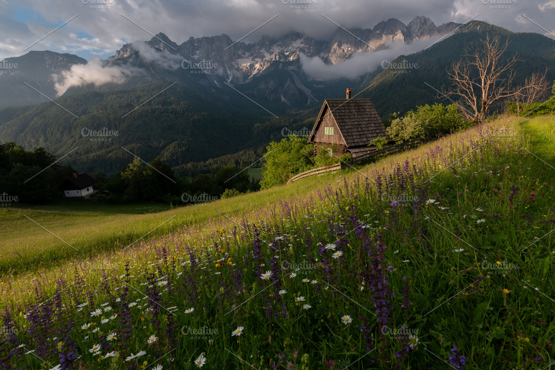 Flowers on the meadow in the mountains, a Nature Photo by Dreamy Pixel