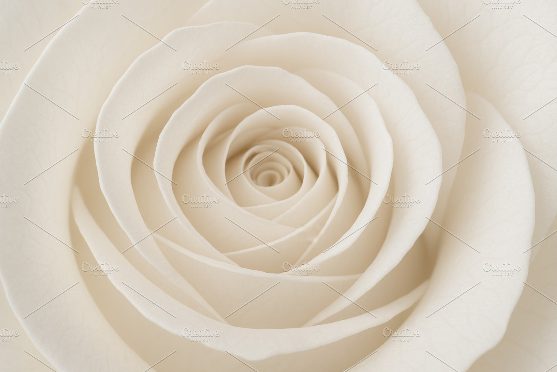 Cream colored rose closeup with delicate petals forming spiral p, a Photo by Dvoevnore photos