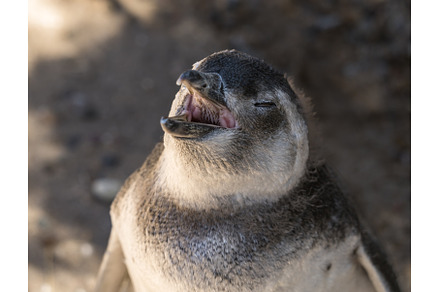 Single magellanic penguin chick, an Animal Photo by Backyard Stock