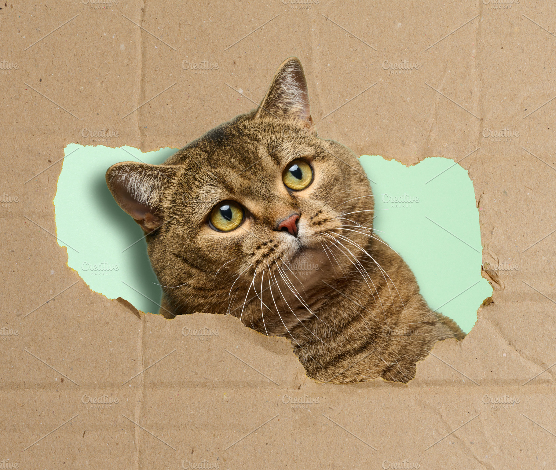 A curious cat with bright green eyes peering out from a ragged,, an Animal Photo by ndanko