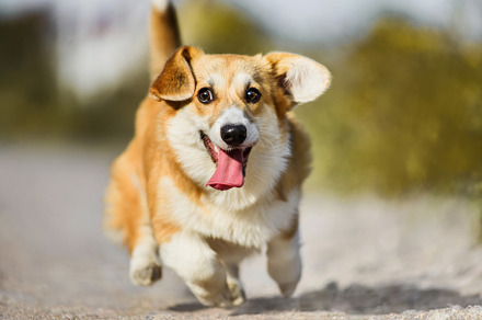 Funny welsh corgi pembroke running stock photo containing corgi and welsh