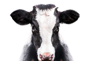 calf portrait isolated on white back