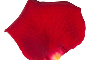 Bright red rose petal with velvety texture, isolated background., a Nature Photo by ndanko