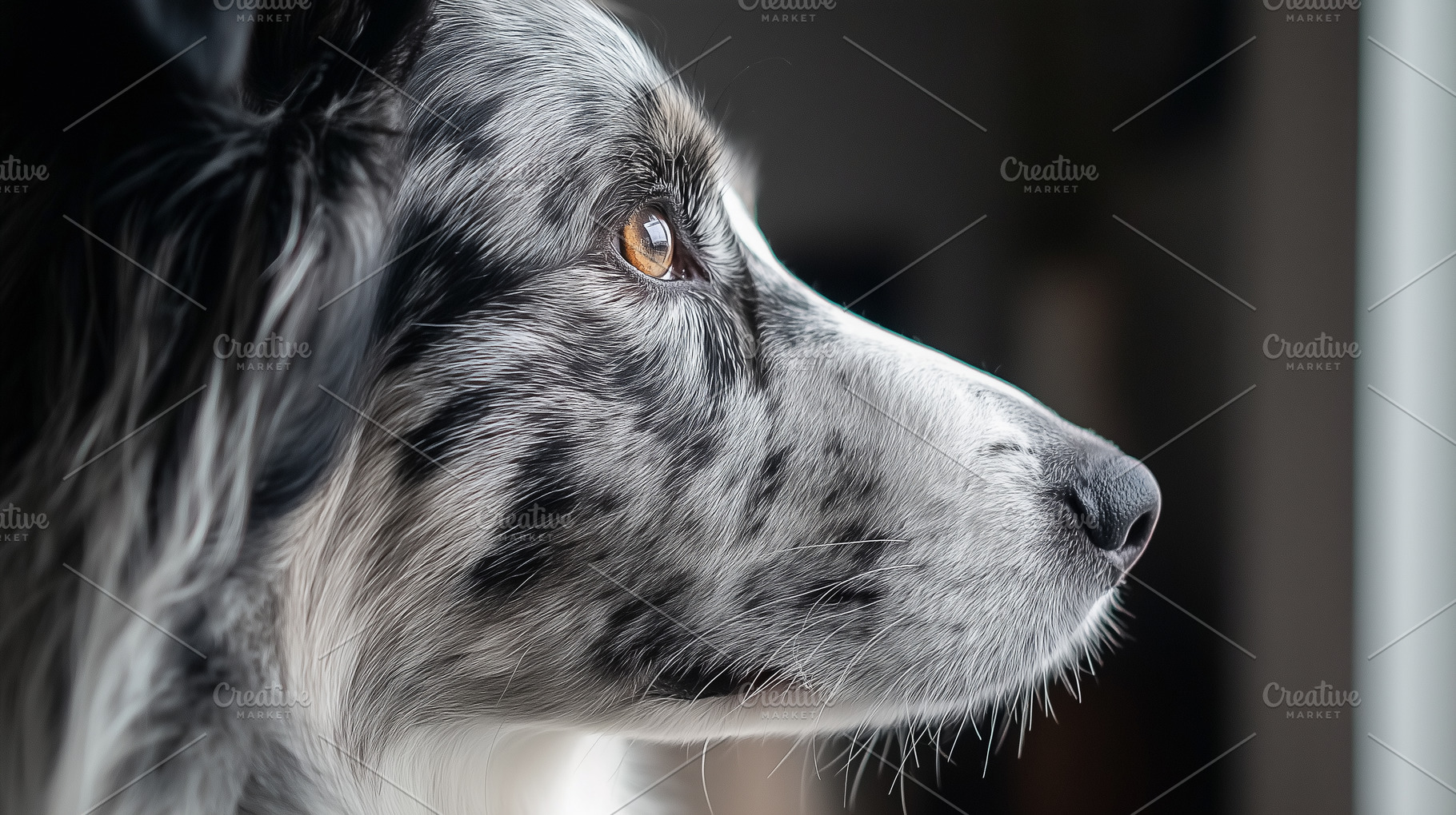 Side profile portrait of Border dog, an Animal Photo by MistyDay