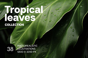 Tropical leaves. 38 images, a Decorative Illustration by Handmadefont (Thumbnail 1 of 10)
