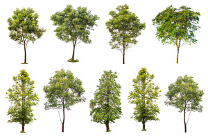 green trees isolated on white