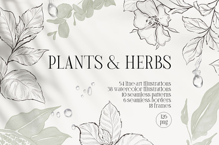 PLANTS & HERBS illustrations set, a Healthcare Illustration by Yuliia Lashevska
