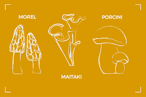 MYSTERIOUS MUSHROOMS 17 ELEMENTS