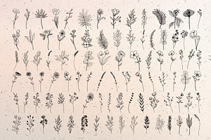 Botanical Line Art Collection