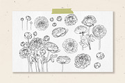 Ranunculus flowers. Buttercup Vector, a Decorative Illustration by irina.vaneeva (Thumbnail 3 of 4)