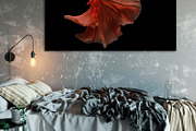 100 Photos of The Siamese Betta fish, an Animal Photo by coffeelover (Thumbnail 6 of 12)