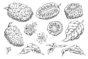Noni fruit with leaves and flowers, a Food Illustration by Sabelskaya