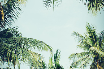 Tropical vibes background featuring tropical climate, beach, and textured, a Holiday Photo by Abstract Vanilla