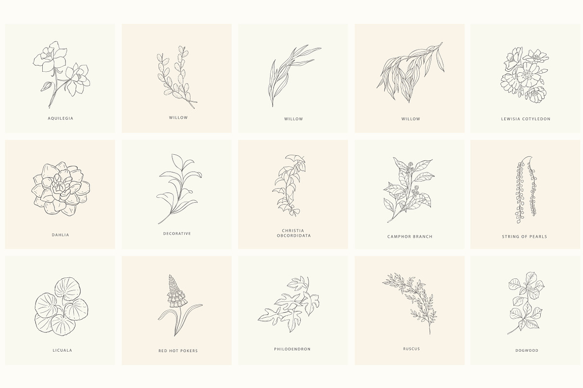 Birth-Flowers. Trendy Plants, Logos, a Seasonal Illustration by Designwork (Photo 21 of 21)