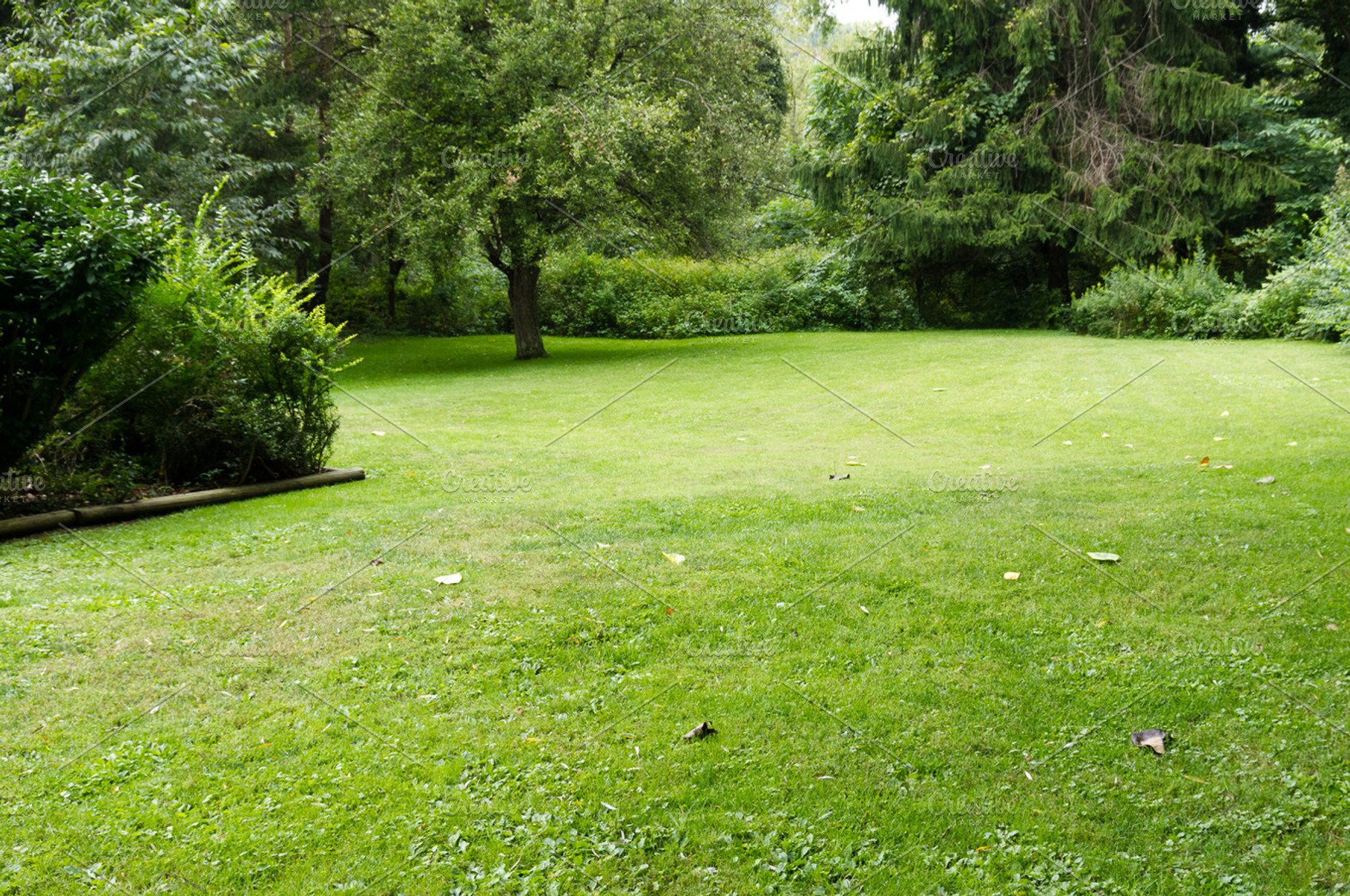Quiet Lawn With Trees