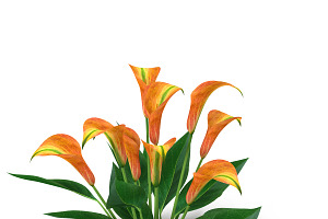 Calla Lily Orange