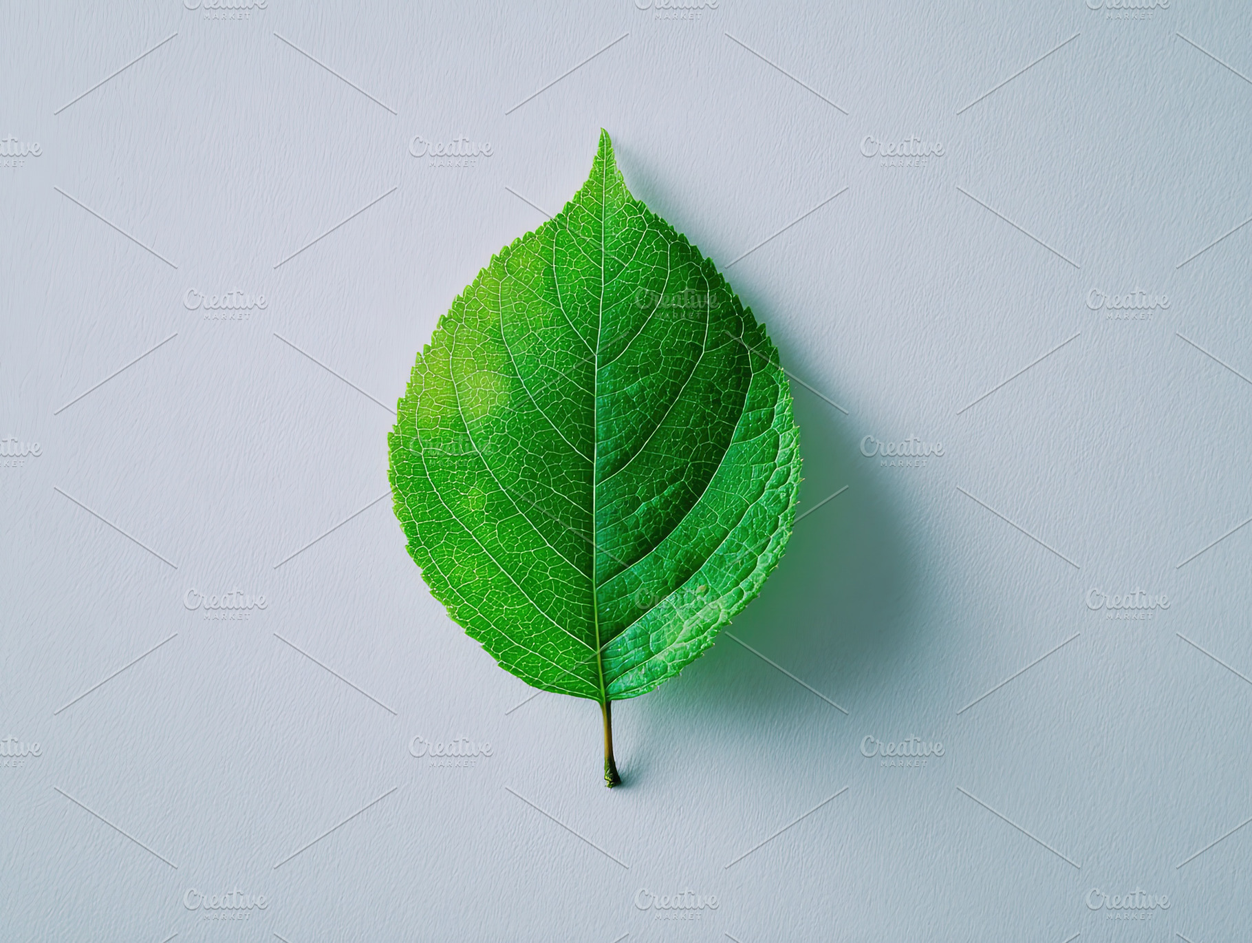 Vibrant green leaf with detailed veins centered on a clean white, an Abstract Photo by Ales Munt