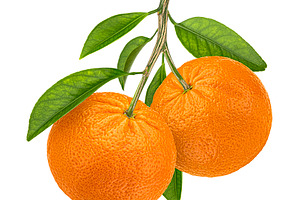 Two mandarins on branch with leaves, a Photo by Max Lashcheuski