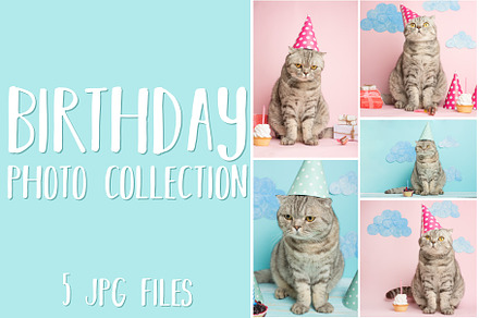 Cat's birthday greetings, an Animal Photo by AnStore