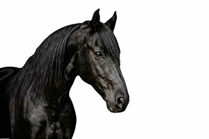 black horse portrait, an Animal Photo by VetalStock