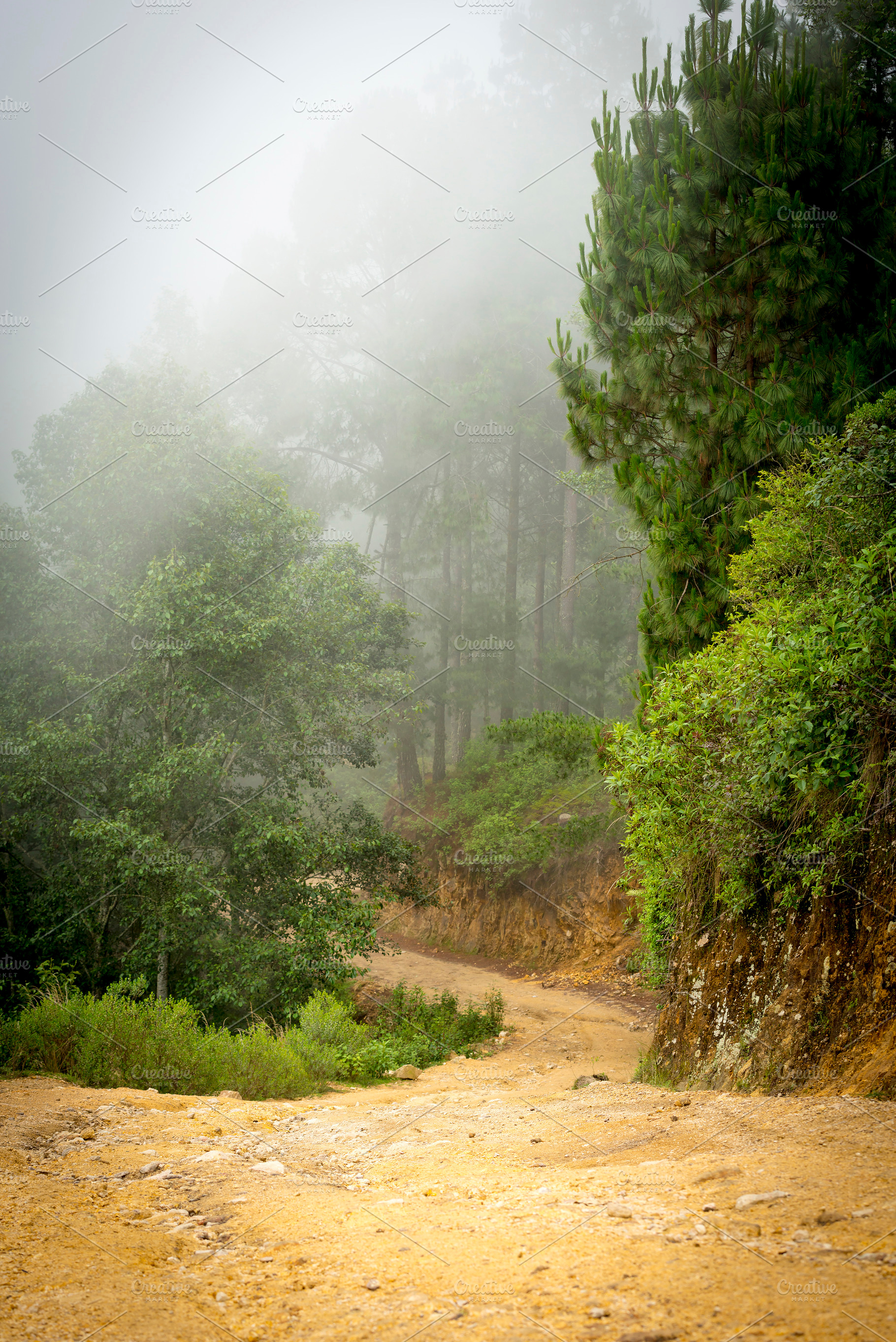 Misty Forest Guatemala, a Nature Photo by THP Creative