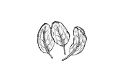 Hand-Drawn Vegetable Illustrations, a Food Illustration by BenDesigner (Thumbnail 5 of 6)