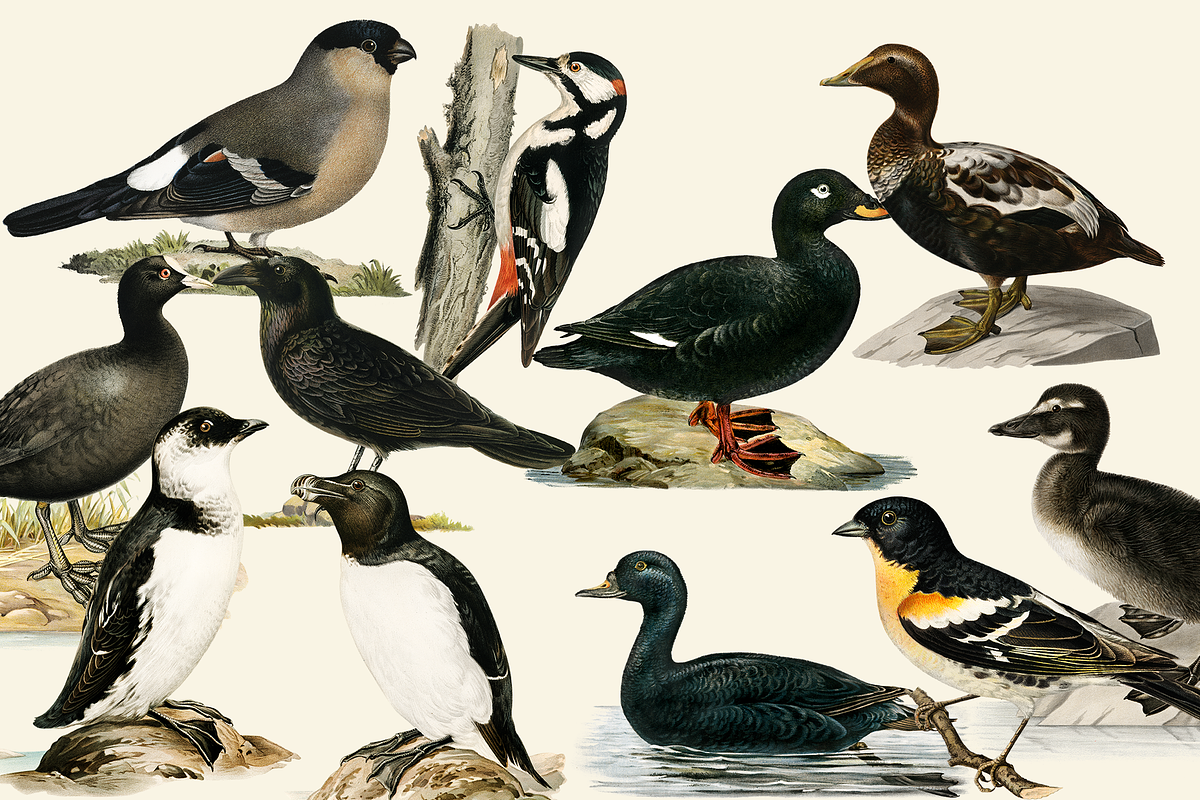 Black Birds Collection, an Animal Illustration by Lilithcollageart (Photo 7 of 7)