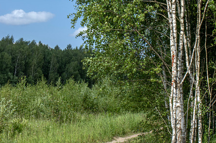 Rural road on the edge of the forest, a Nature Photo by Schreibikus