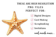 Whimsical Summer Seashell Clipart, an Illustration by DreamPrint404 (Thumbnail 6 of 6)