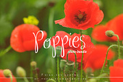 Poppies Photo Set, a Templates & Theme by Auberjean (Thumbnail 1 of 2)