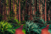 10 Forest Lightroom Presets, a Preset Add-On by RamsaGraphi (Thumbnail 10 of 10)