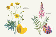 Vintage Flower Illustrations Bundle, an Illustration by Greta Ivy (Thumbnail 59 of 62)