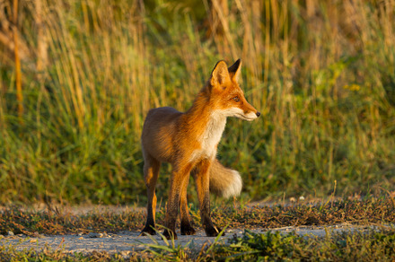 Cute young fox cub on the grass back stock photo containing fox and cub, an Animal Photo by oleghz