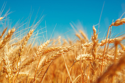 Gold wheat field and blue sky beautiful ripe harvest featuring wheat, yellow