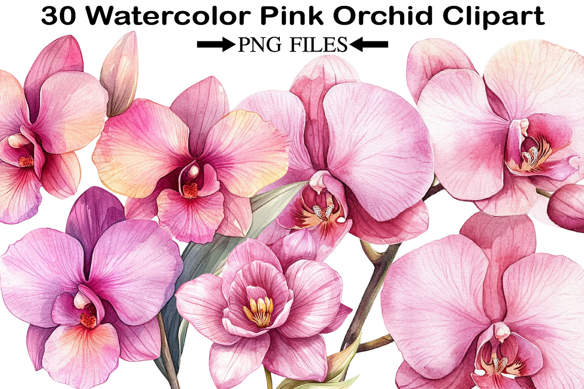 Watercolor Pink Orchid Clipart, an Illustration by Black Bird Studio (Photo 1 of 5)