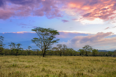 Beautiful landscape with Acacia tree in African savannah, a Nature Photo by Byrdyak