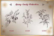 Berry fruits collection, a Food Illustration by Quetzal Art (Thumbnail 3 of 5)