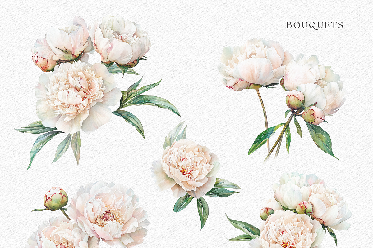Peony Blush - Watercolor, a Decorative Illustration by ThaismotaCreativeCo (Photo 3 of 11)