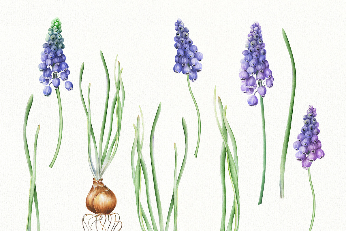 Botanical Muscari Set, an Illustration by Olga Koelsch (Photo 4 of 9)
