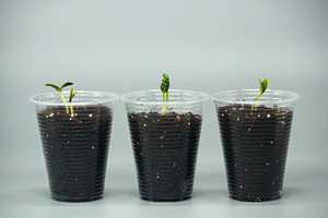 Three young cucumber seedlings growing in plastic cups. Concept of gardening, p, a Nature Photo by Rohan Photography