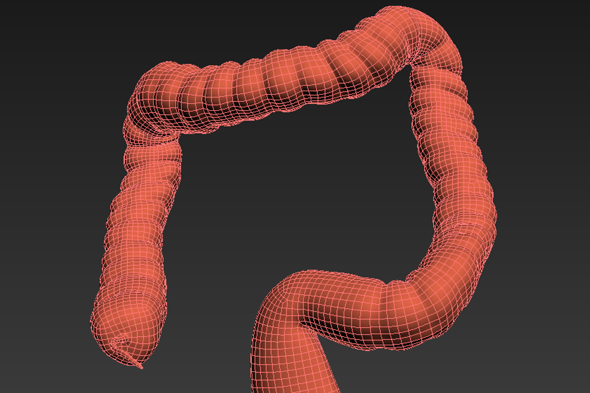 Human colon. Animated, a Characters & Person 3D Model by konstantin.ermolaev (Photo 4 of 6)